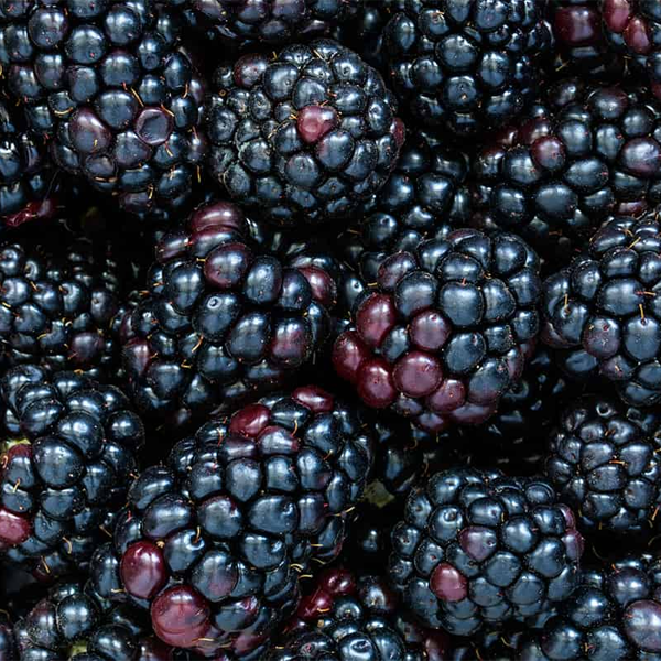 BLACKBERRY FRESH